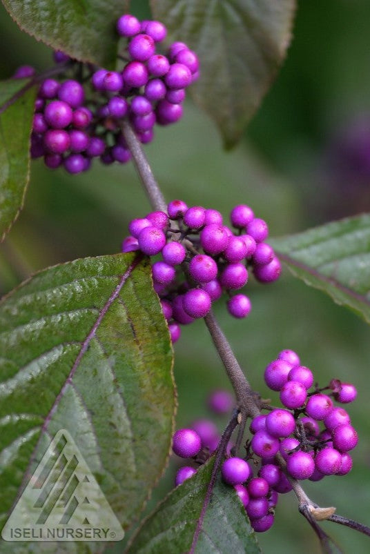 the purple berries up close on a Callicarpa bush ©Iseli Nursery