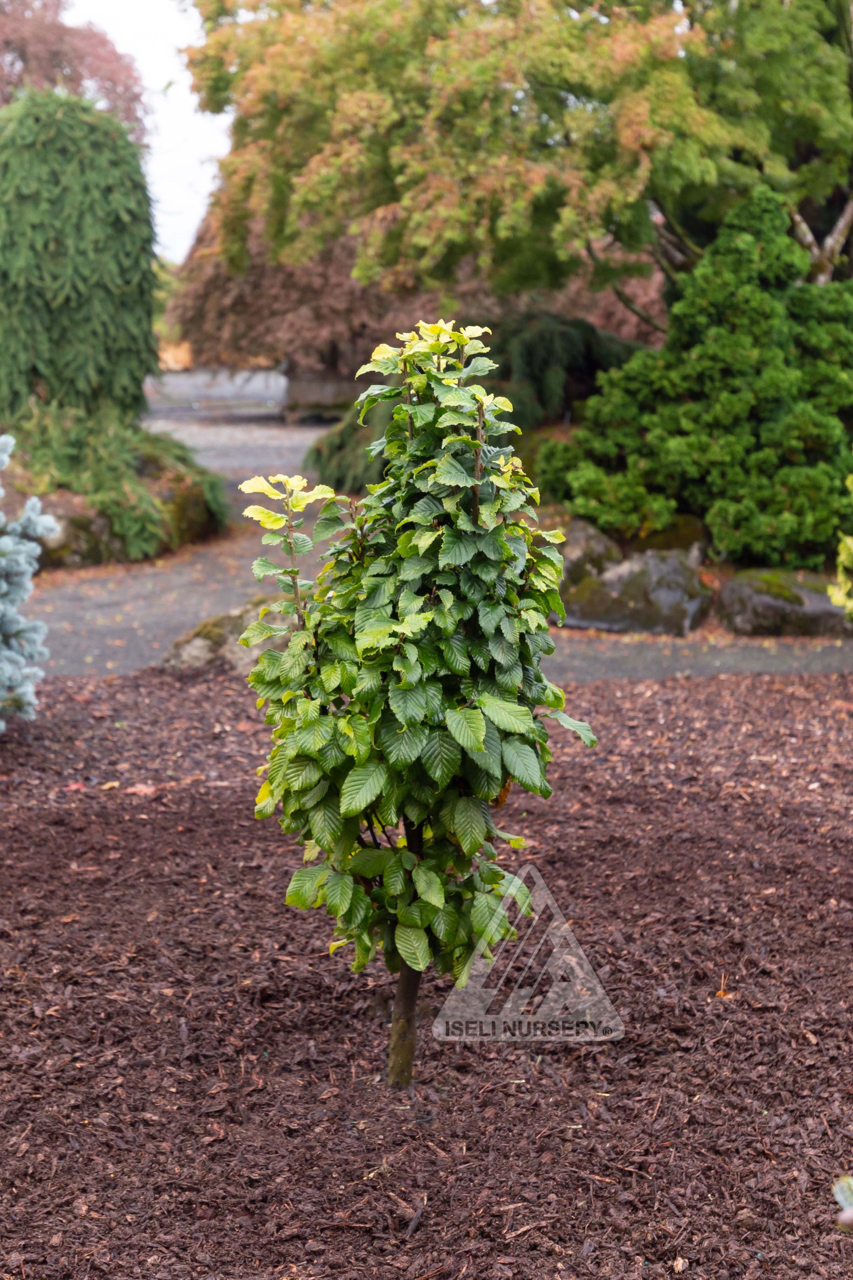 Carpinus betel 'Columnar Nana' in the field planted in the landscape ©Iseli Nursery