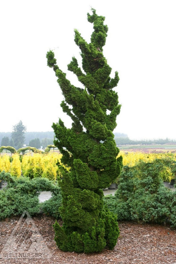 A MATURE form of Chaecyparis 'Spiralis' in the landscape ©Iseli Nursery