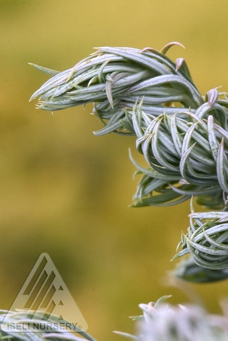 Chamaecyparis 'Curly Tops' up close showing the curling needles ©Iseli Nursery