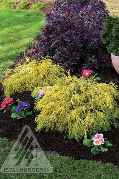 Chamaecyparis 'Golden Mop' planted in a landscaped bed ©Iseli Nursery