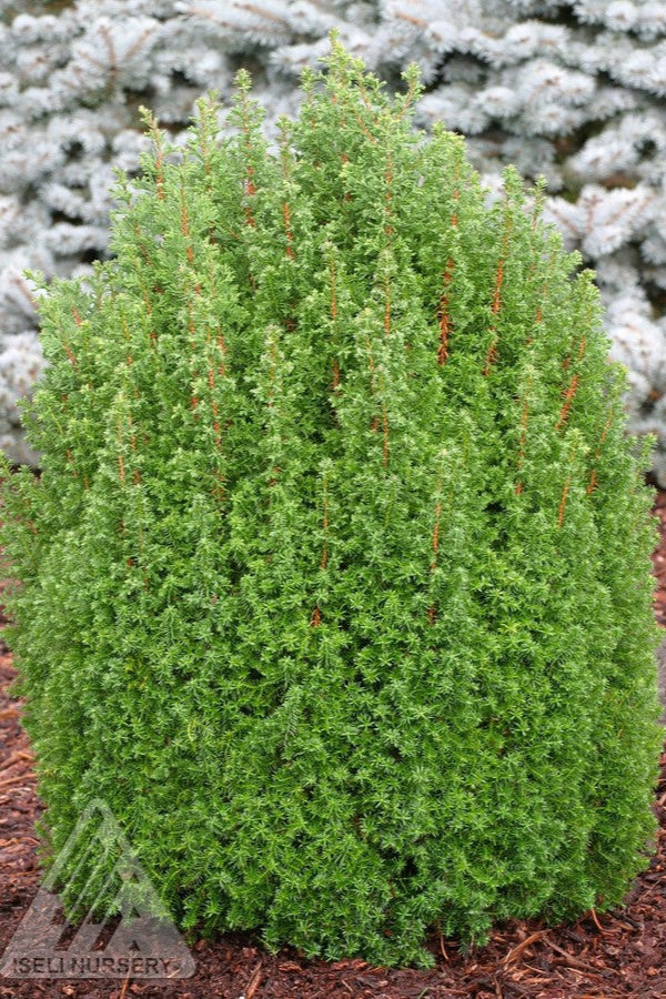 Chamaecyparis 'Top Point' planted in a garden ©Iseli Nursery