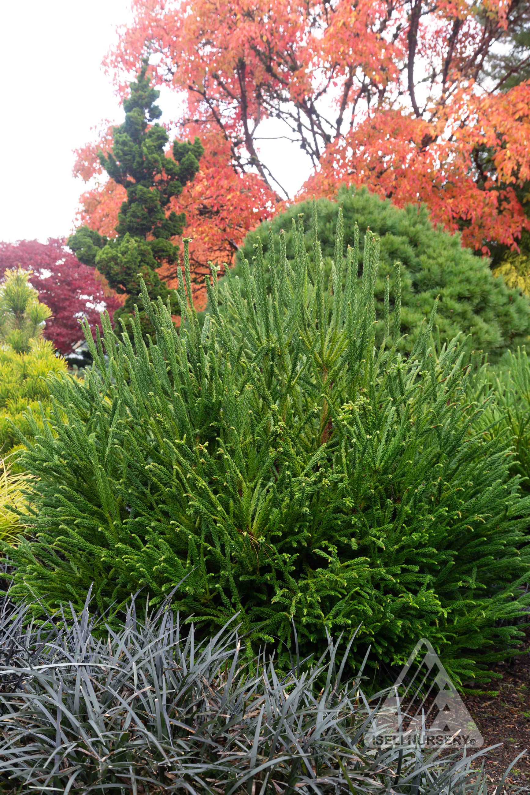 Cryptomeria japonica 'Dinger' planted in a garden and mature ©Iseli Nursery