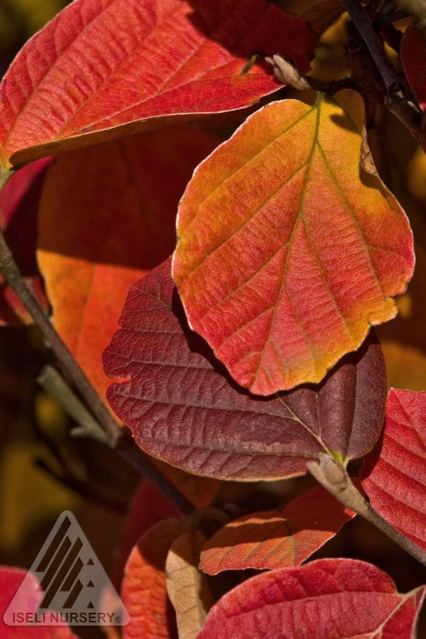 Fothergilla gardeni fall colored leaves in warm shades ©Iseli Nursery