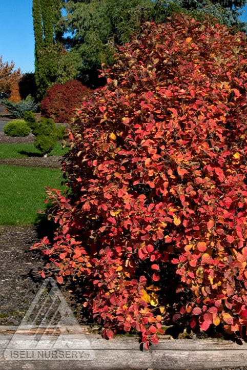 Fothergilla gardeni fall colored leaves in warm shades ©Iseli Nursery