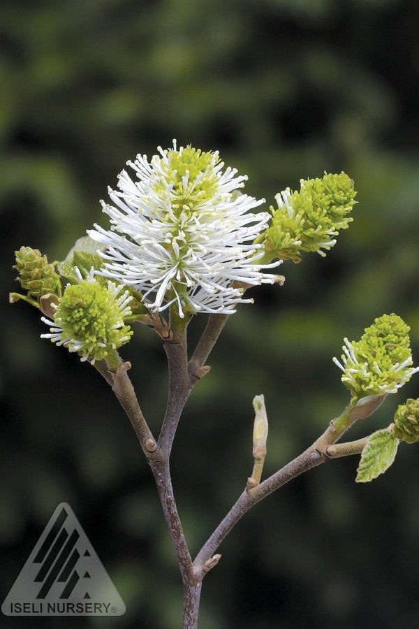 Fothergilla gardeni flower up close©Iseli Nursery