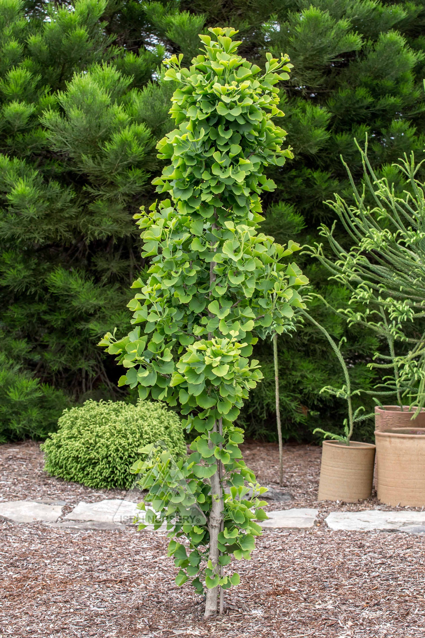Ginkgo biloba 'Jade Butterflies' at Iseli Nursery in the field ©Iseli Nursery