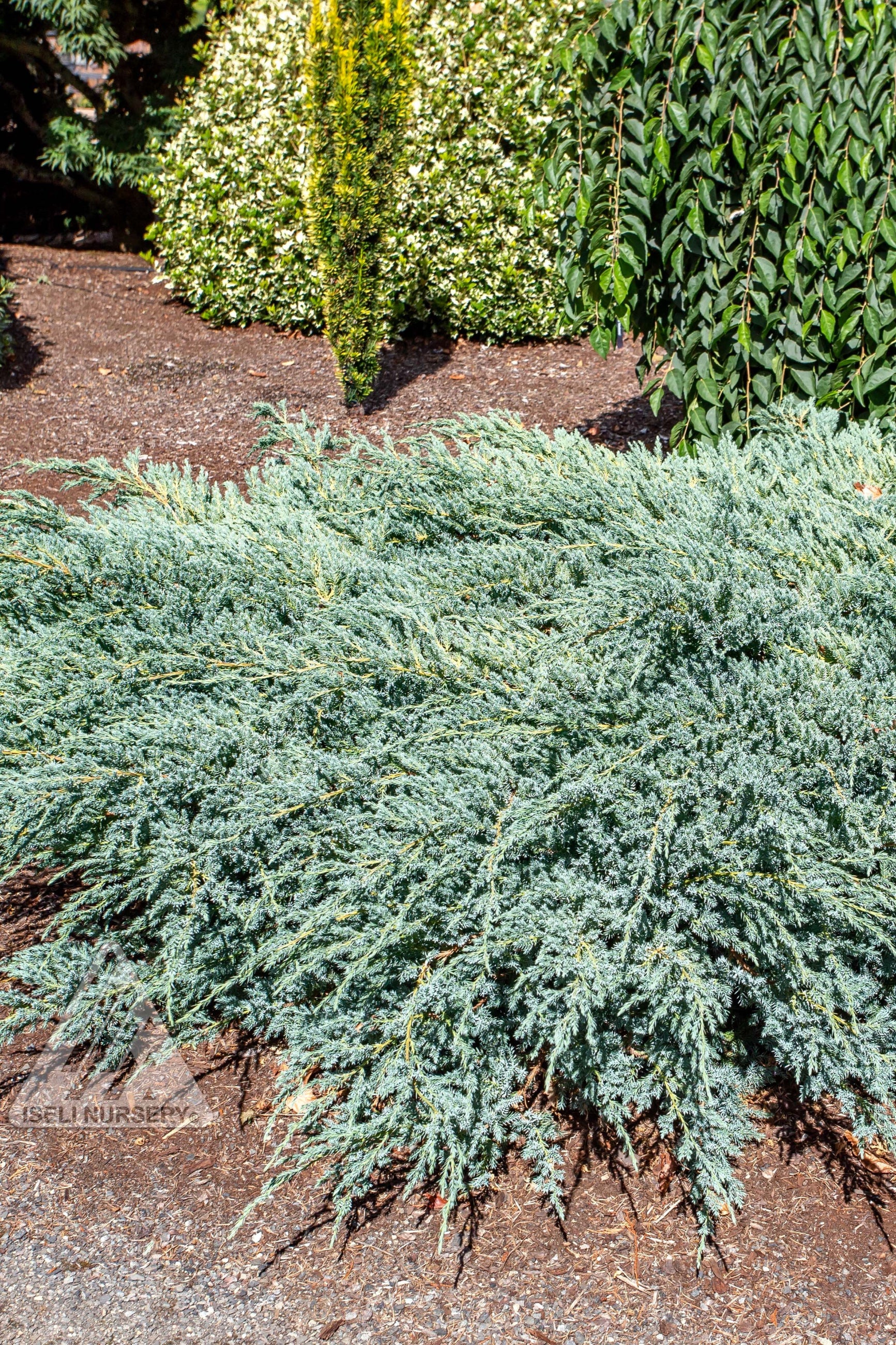 'Blue Carpet' Juniper, mature and planted in a garden ©Iseli Nursery