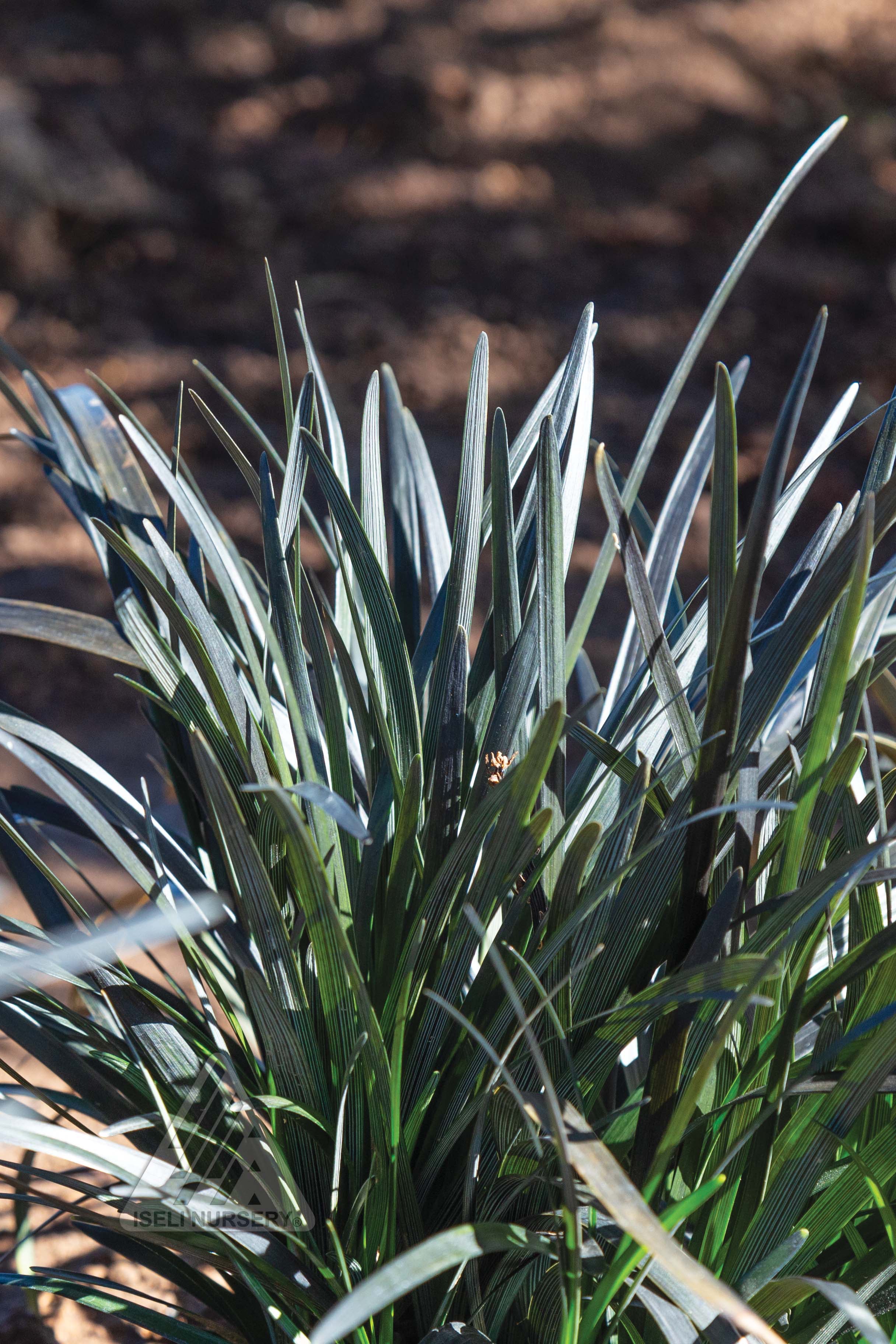 Ophiopogon 'Nigrescens' in a garden ©Iseli Nursery