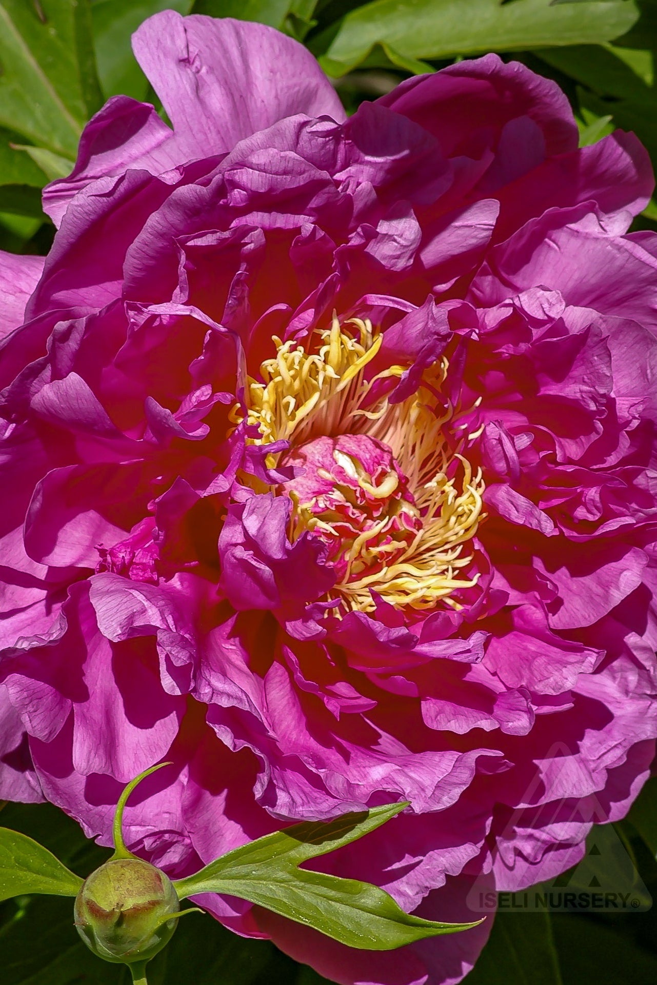 Paeonia 'Gorden E. Simonson' in bloom showing the huge bright fuchsia flower ©Iseli Nursery
