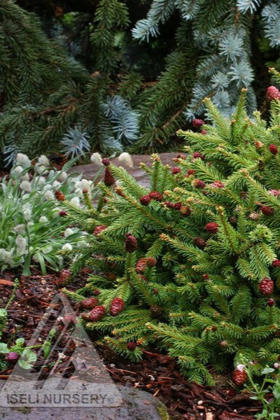 Picea 'Pusch" planted in the landscape with cones ©Iseli Nursery