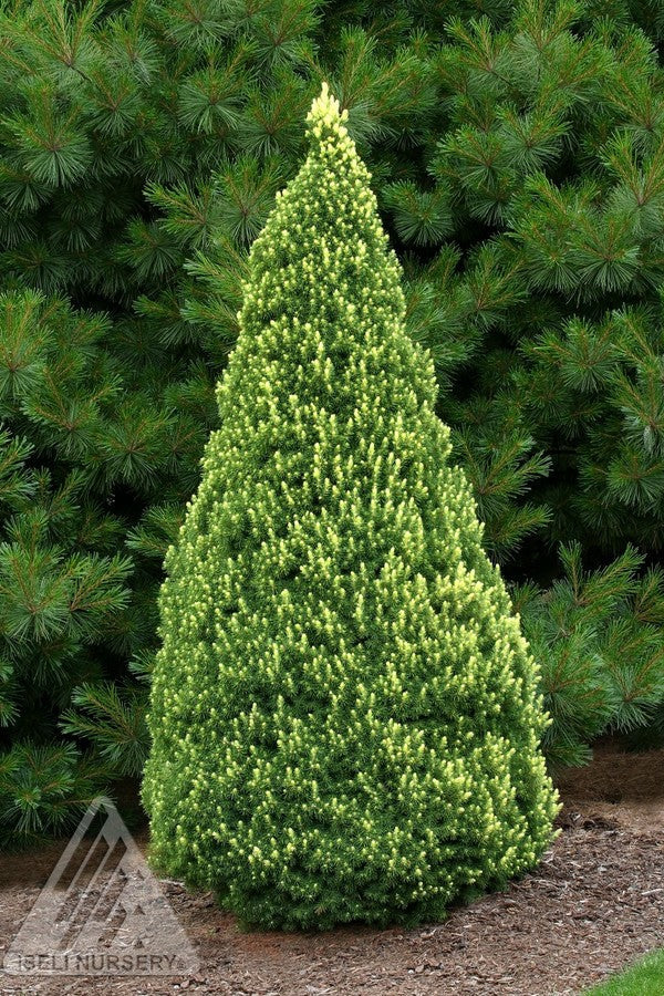 Picea 'Rainbows End' n full form and planted in the landscape ©Iseli Nursery