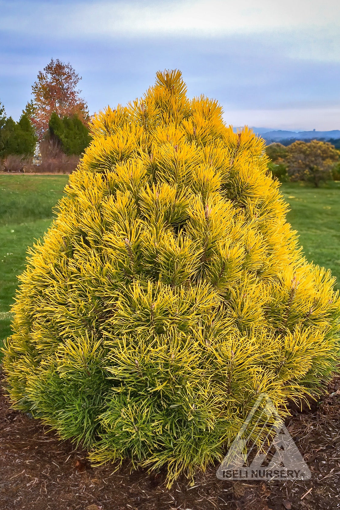 Pinus 'Wintersonne' in the landscape ©Iseli Nursery