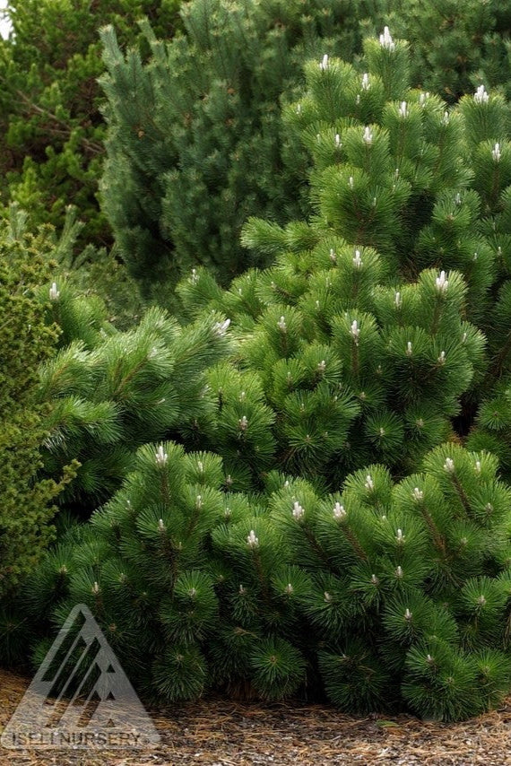 Pinus 'Thunderhead' planted in the landscape, mature specimen ©Iseli Nursery