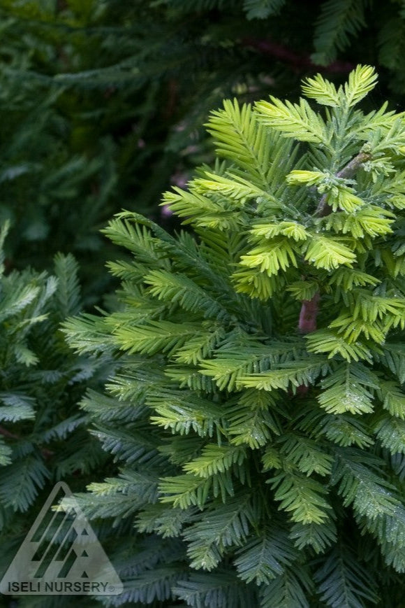 Taxodium 'Peve Minaret' up close showing the top ©Iseli Nursery