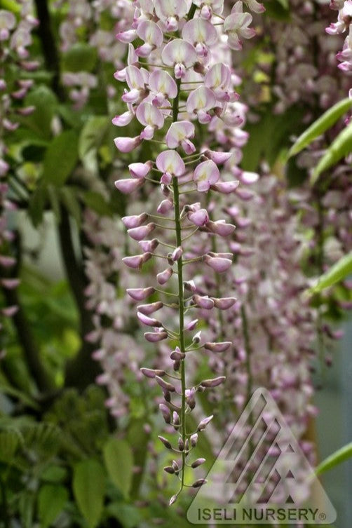 the bud and bloom up close of Wisteria 'Honbeni' ©Iseli Nursery