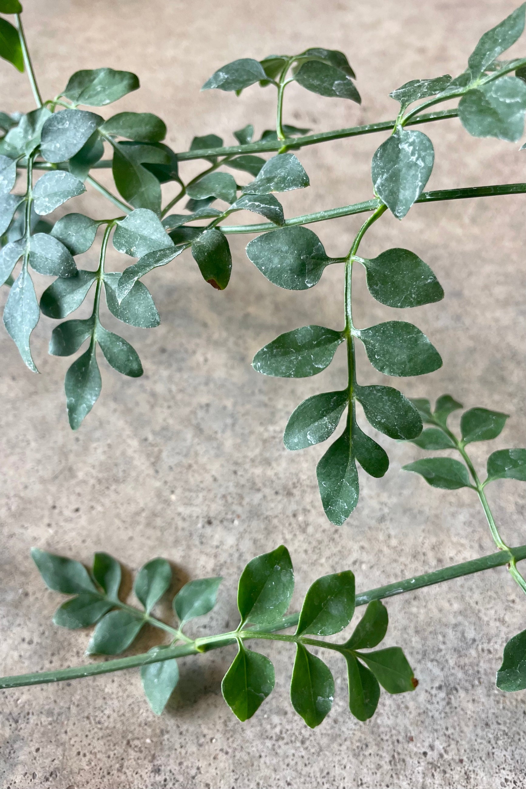 Jasminum grandiflorum close up of the green leaves against a grey concrete wall off bloom cycle. ©Sprout Home