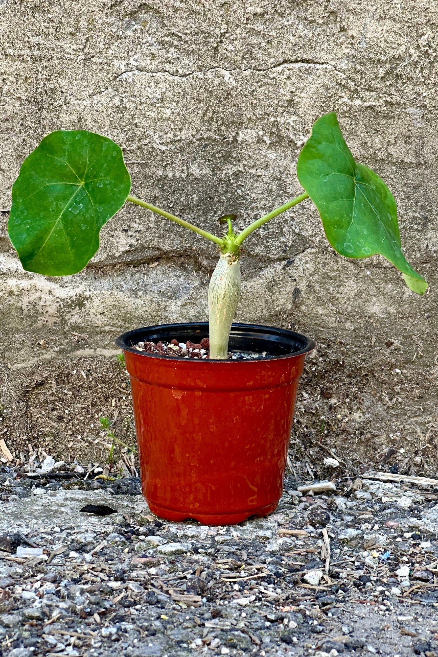 Jatropha podagrica plant in a 4" growers pot with two leaves against a concrete wall at Sprout Home. ©Sprout Home
