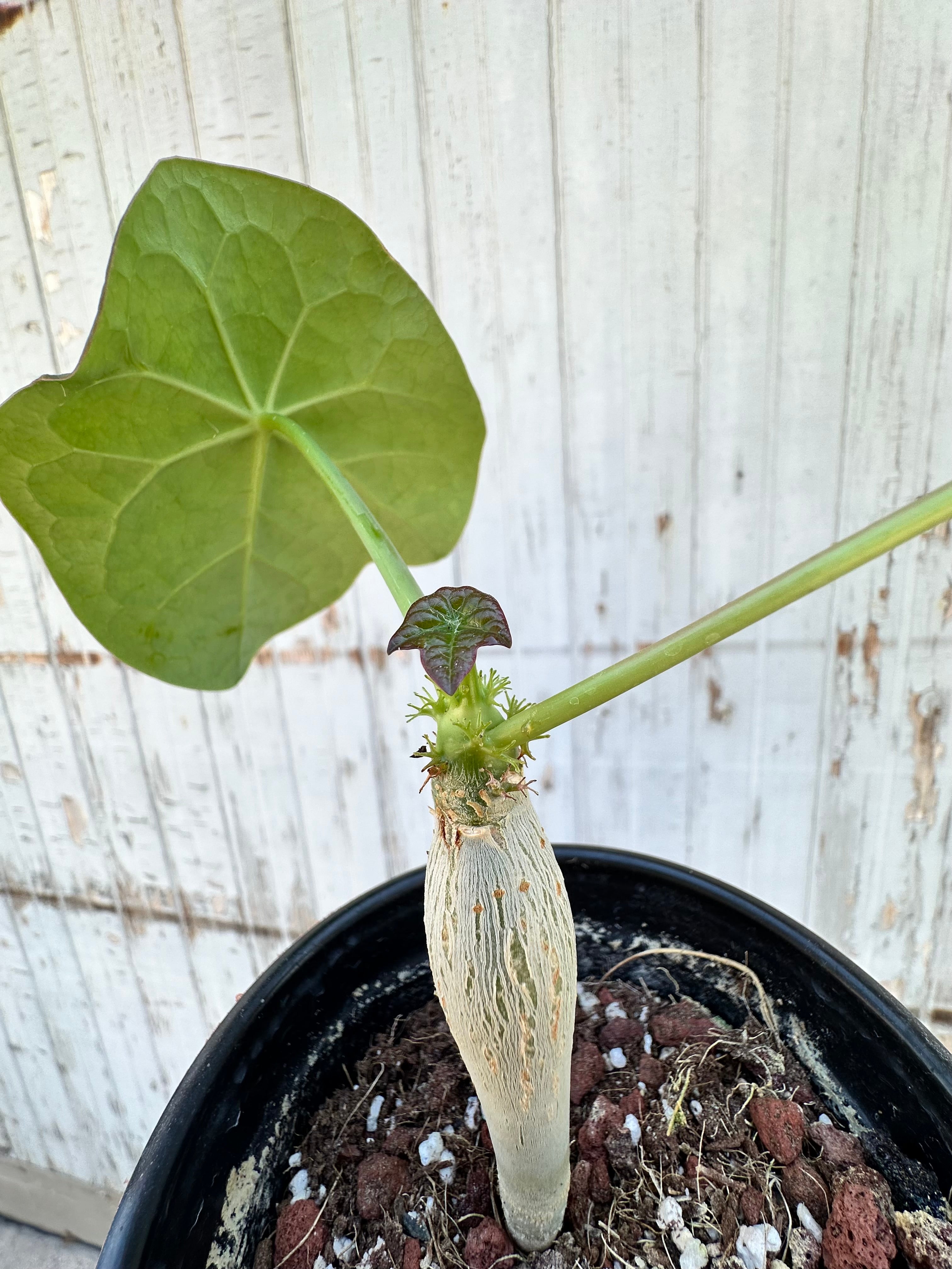 Detail of the fresh leaves above the caudex on the Jatropha podagrica/