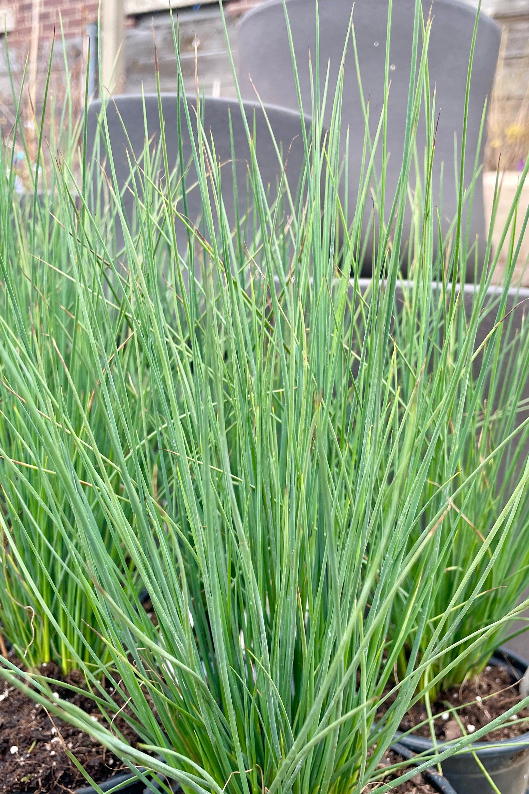 Juncus 'Blue Arrows' annual grass shown up close ©Sprout Home
