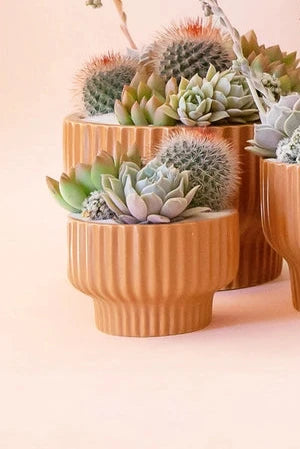 Presley Pedestal Planter Ginger with succulents potted inside by Jungle Club