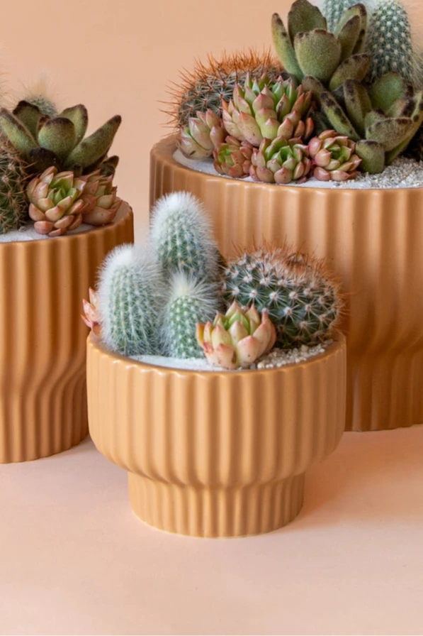 Presley Pedestal Planter Ginger with succulents potted inside by Jungle Club