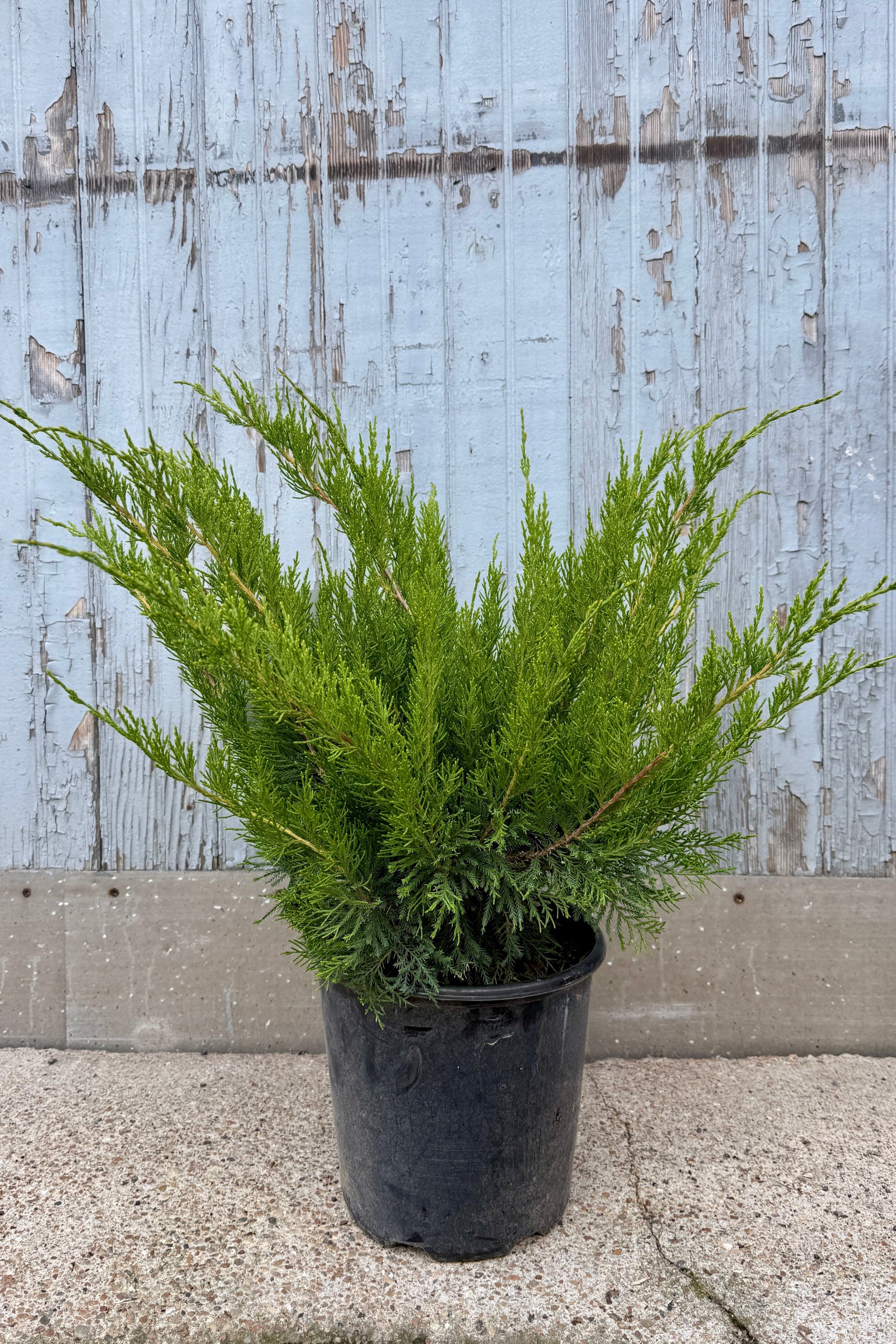 Juniperus c 'Sea Green' plant in a #2 growers pot in front of a wooden fence the end of June ©Sprout Home