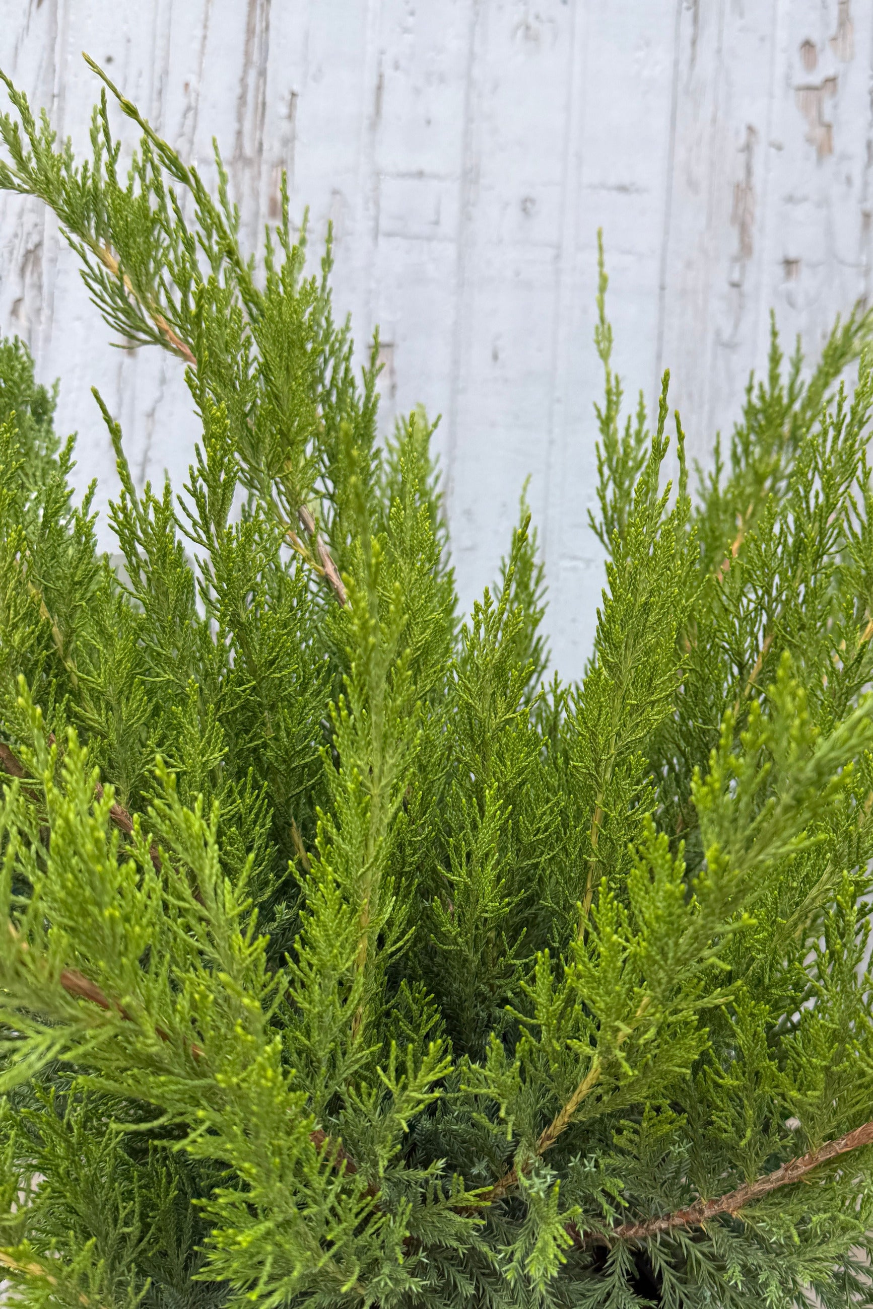 Juniperus c 'Sea Green' against a light wooden fence background the end of June ©Sprout Home