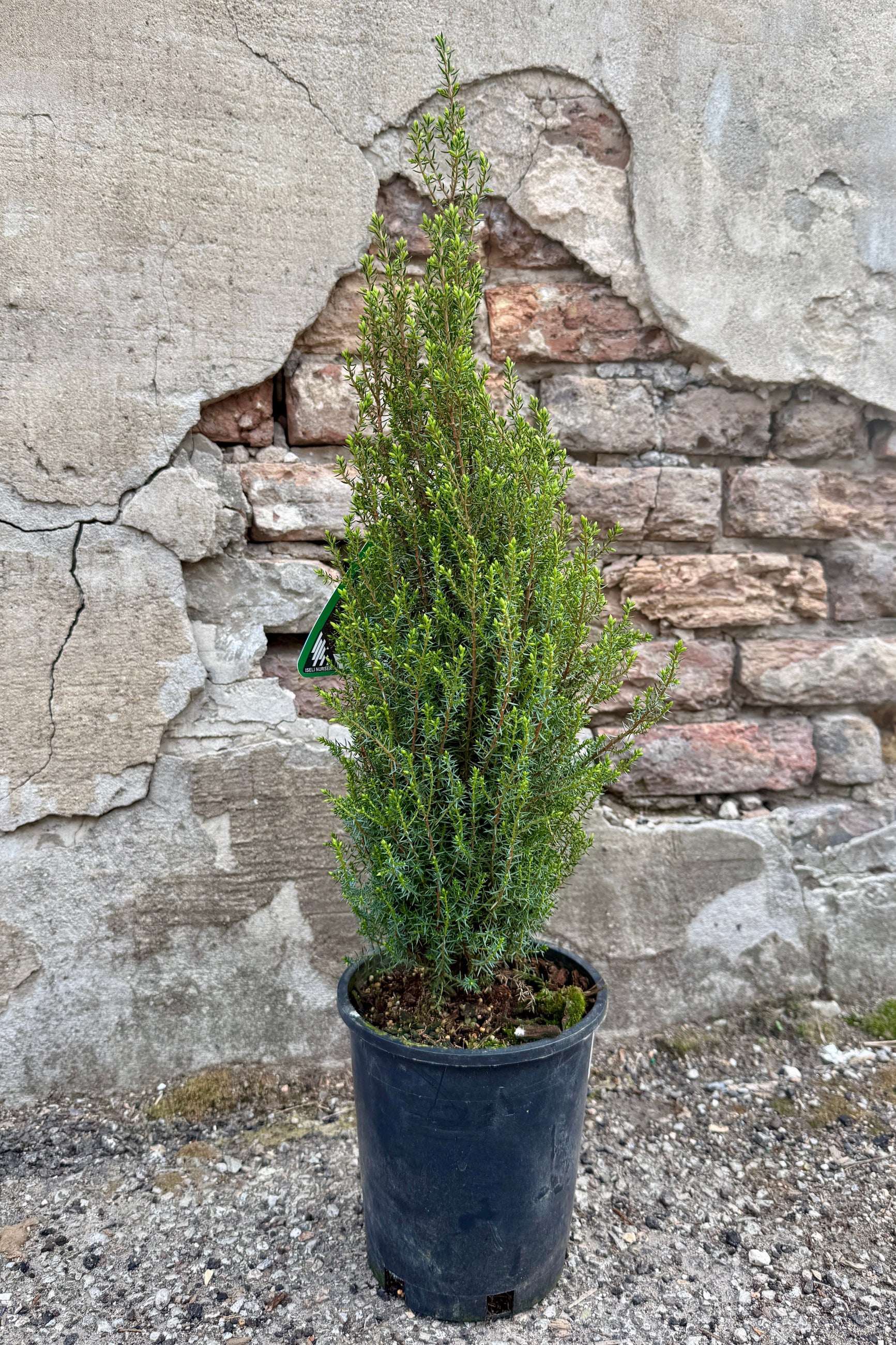 Juniperus c. 'Miniature' in a #1 growers pot against a concrete and Brick wall in early spring ©Sprout Home