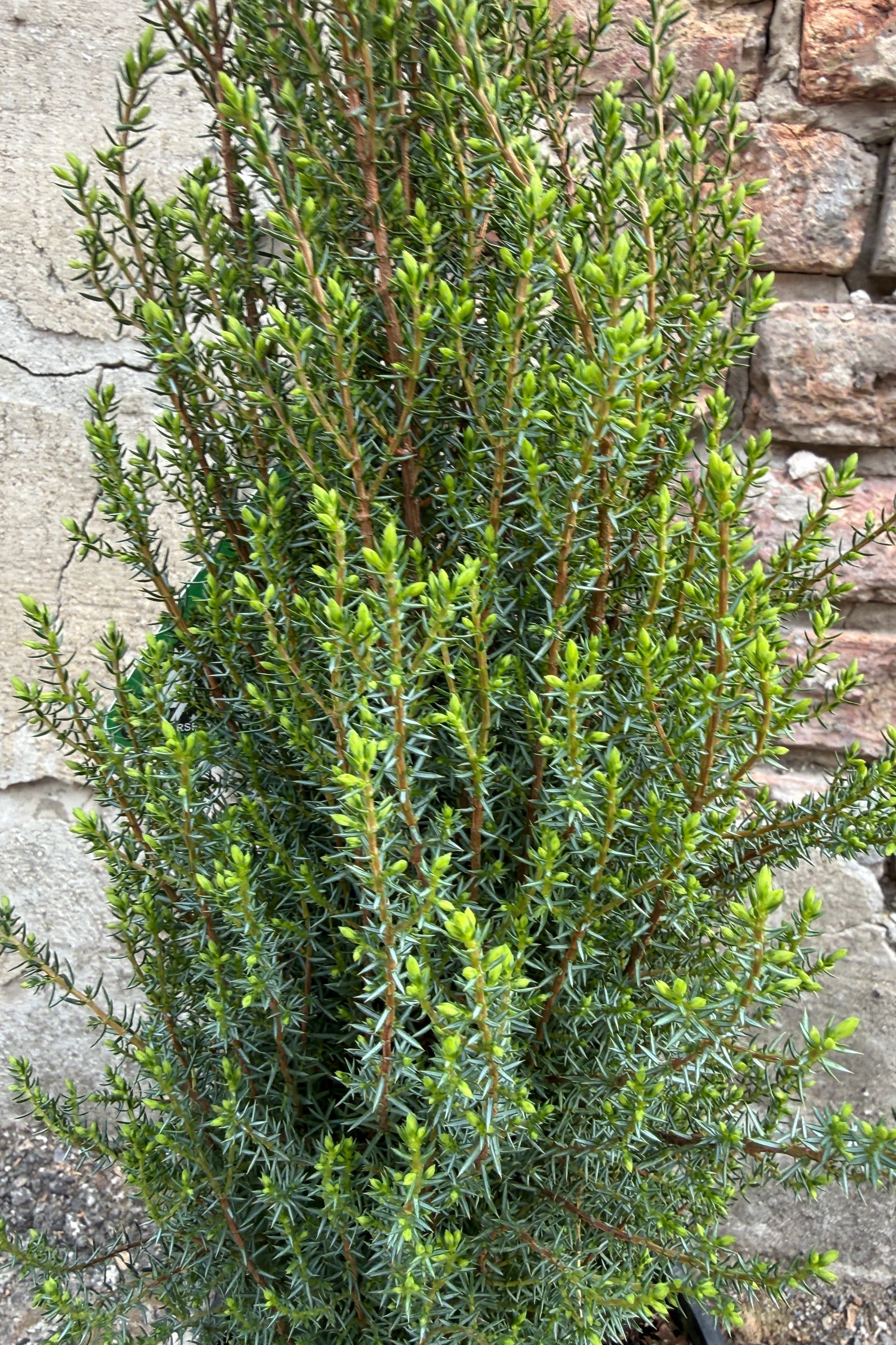 Juniperus c. 'Miniature' detail shot of the center, against a stone wall background ©Sprout Home