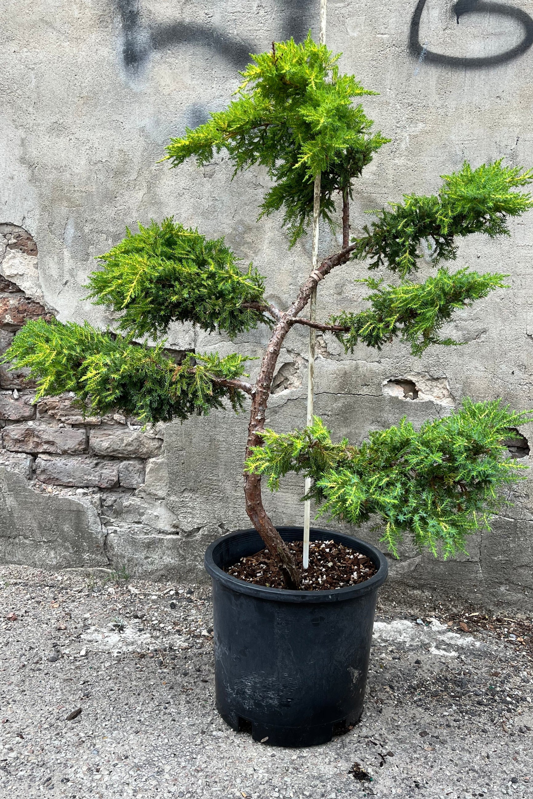 Juniperus 'Daub's Frosted' sculpted tree the end of June in a #5 growers pot. ©Sprout Home