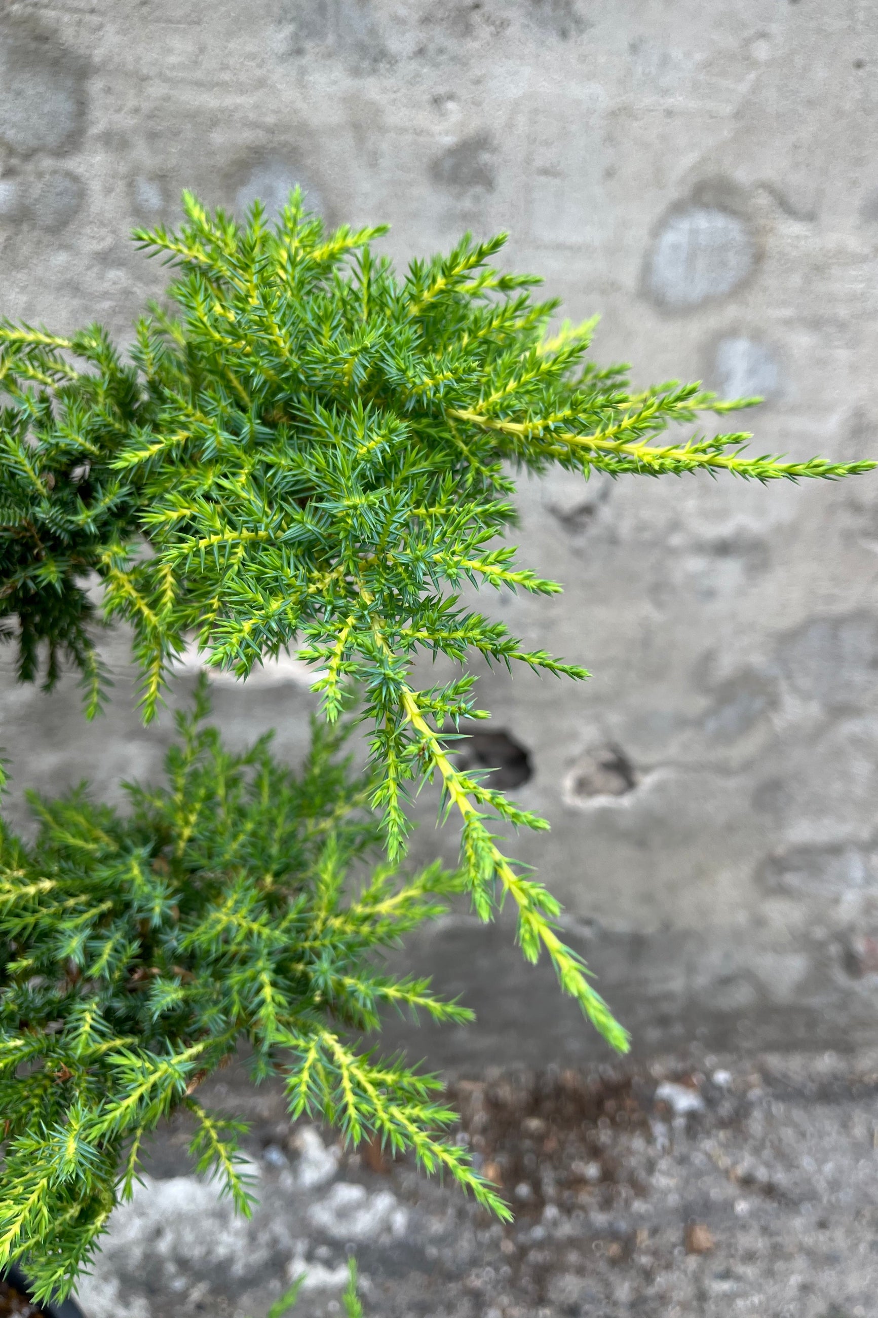 The downturned evergreen foliage of Juniperus 'Daub's Frosted' up close the end of June. ©Sprout Home