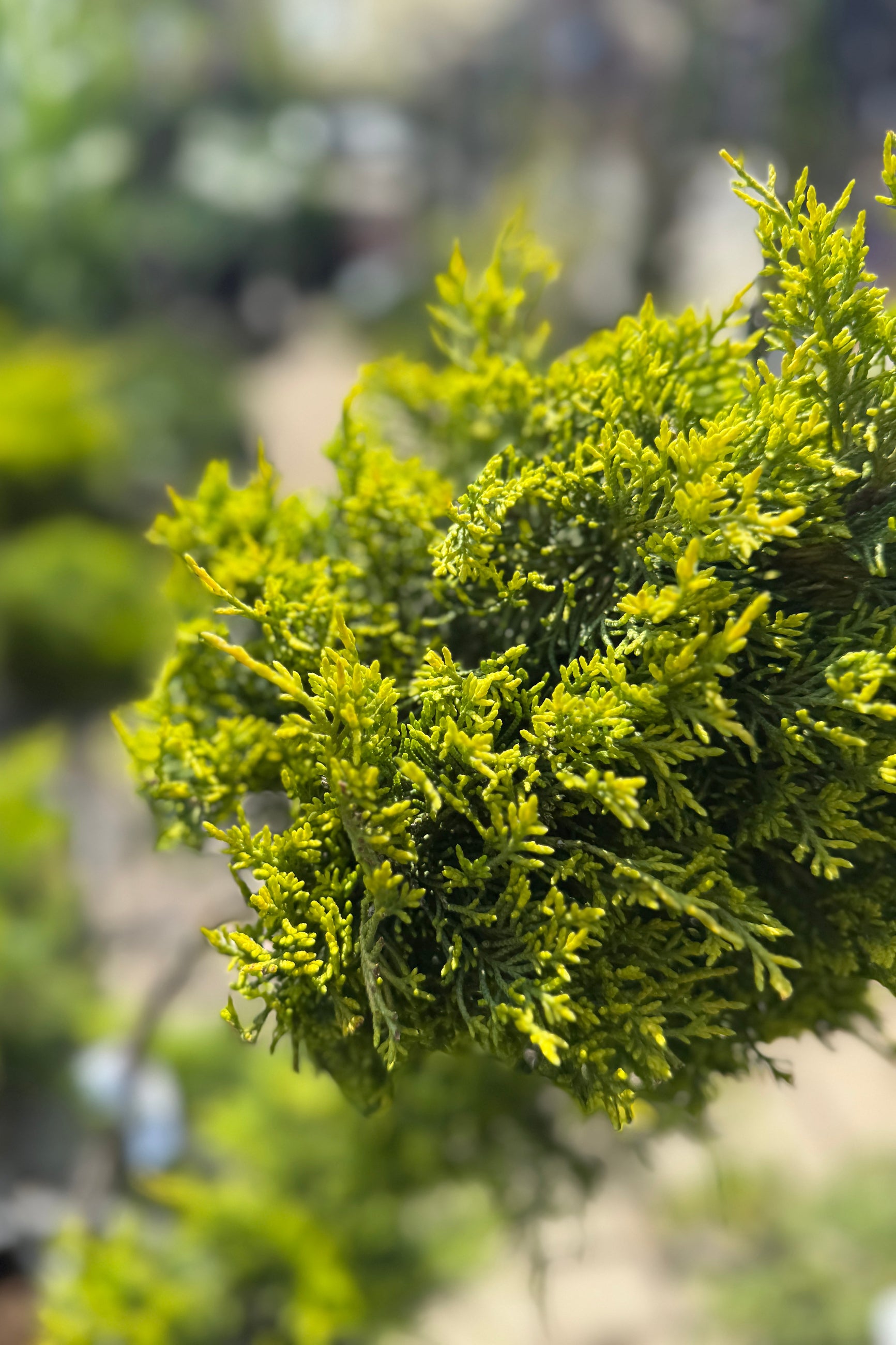 Juniperus x 'Old Gold' Pom Pom detail of one of the "Pom's" the end of April ©Sprout Home