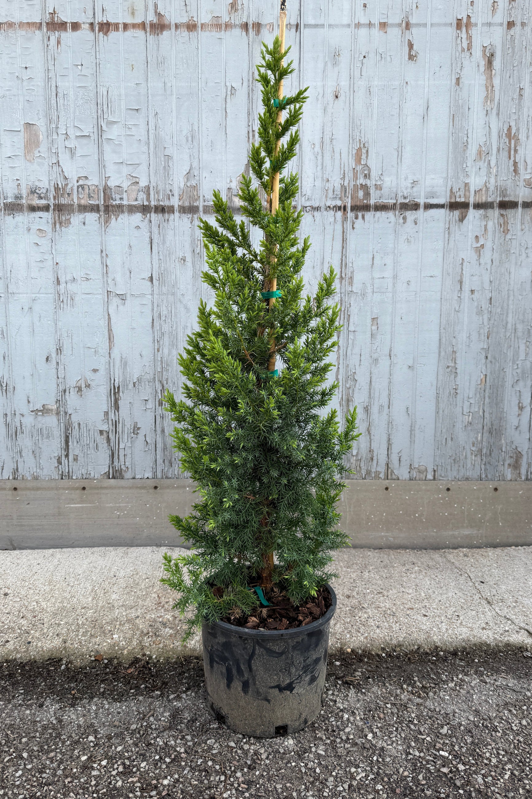 the fresh green needles in April of the Juniperus 'Star Power' in a #3 growers pot standing against a gray wood wall ©Sprout Home