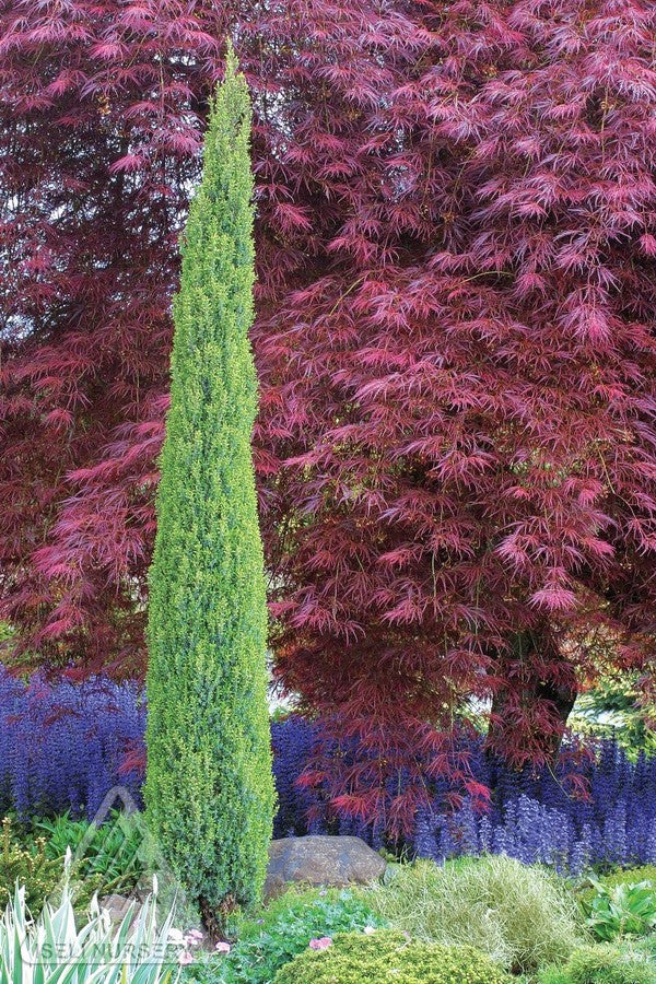 a mature Juniperus 'Commpressa' in the landscape in front of a Japanese maple tree ©Iseli Nursery