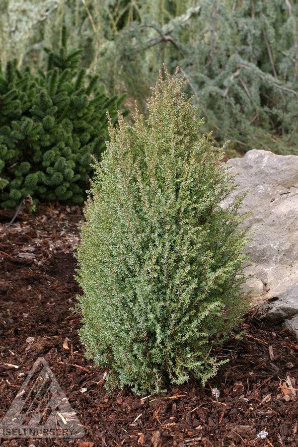 Small Junierpus 'Miniature' evergreen shrub in a garden setting with mulch and rocks ©Iseli Nursery