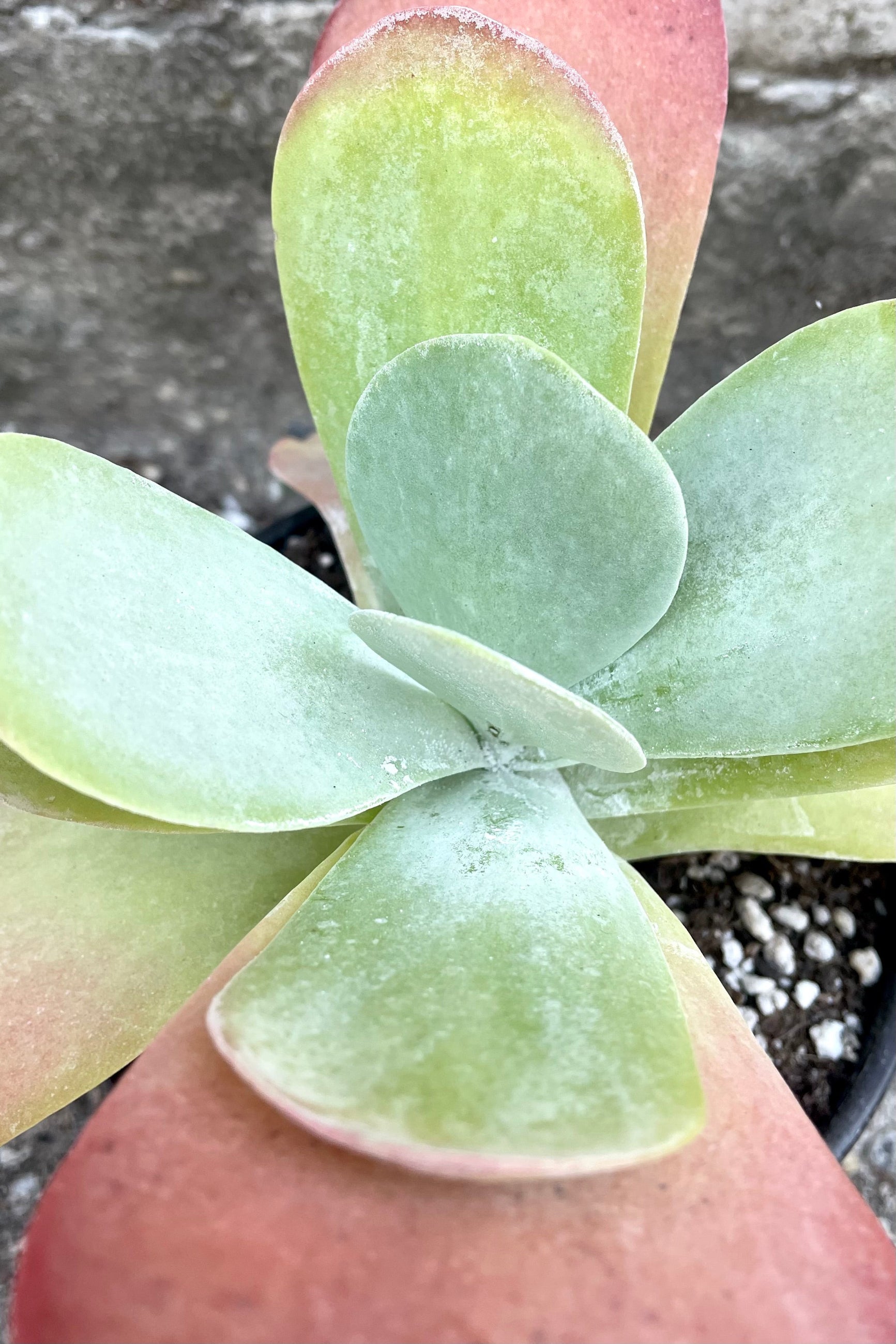 A detailed view of Kalanchoe thrysiflora 6" against concrete backdrop ©Sprout Home
