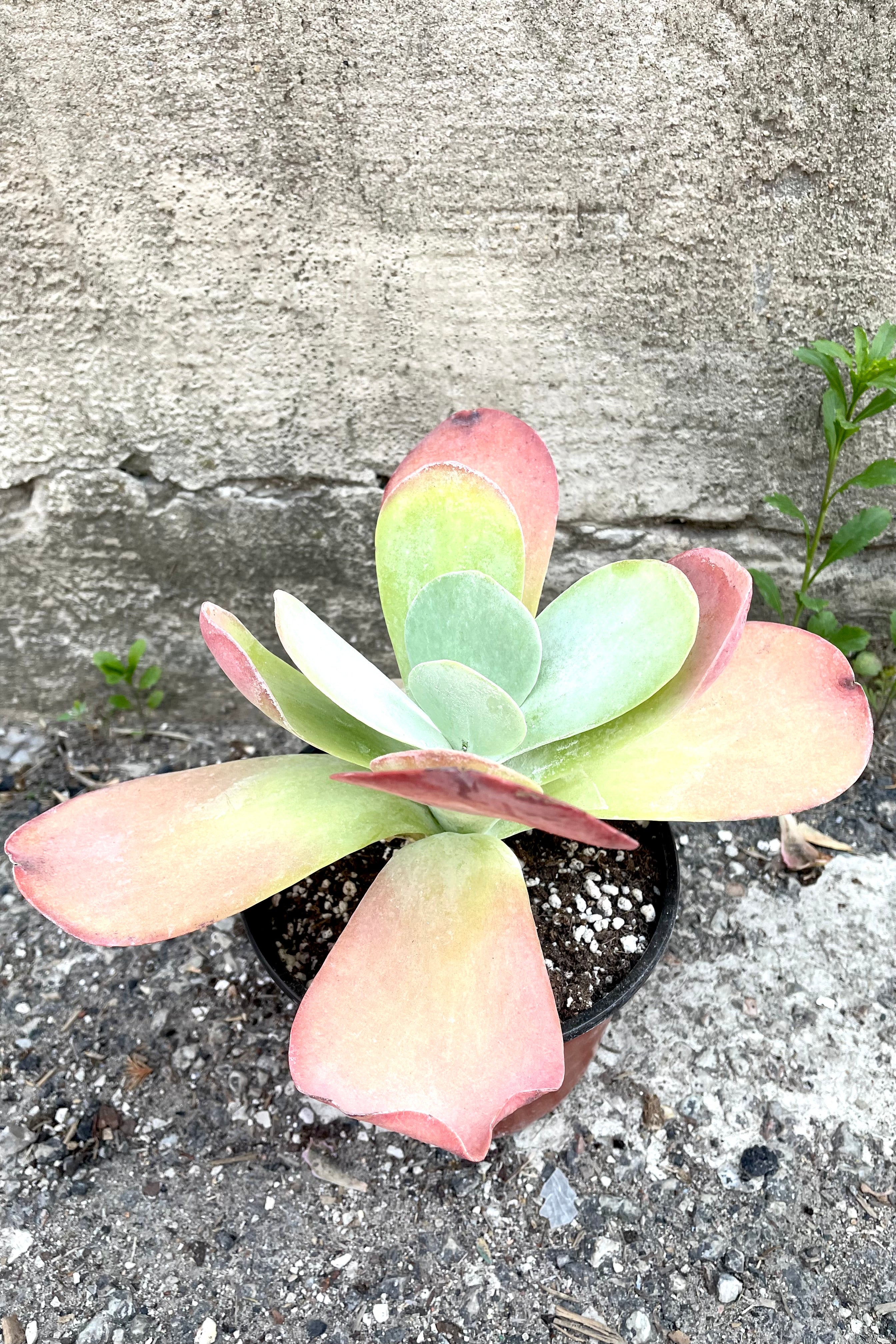 A full view of Kalanchoe thrysiflora 6" in grow pot against concrete backdrop