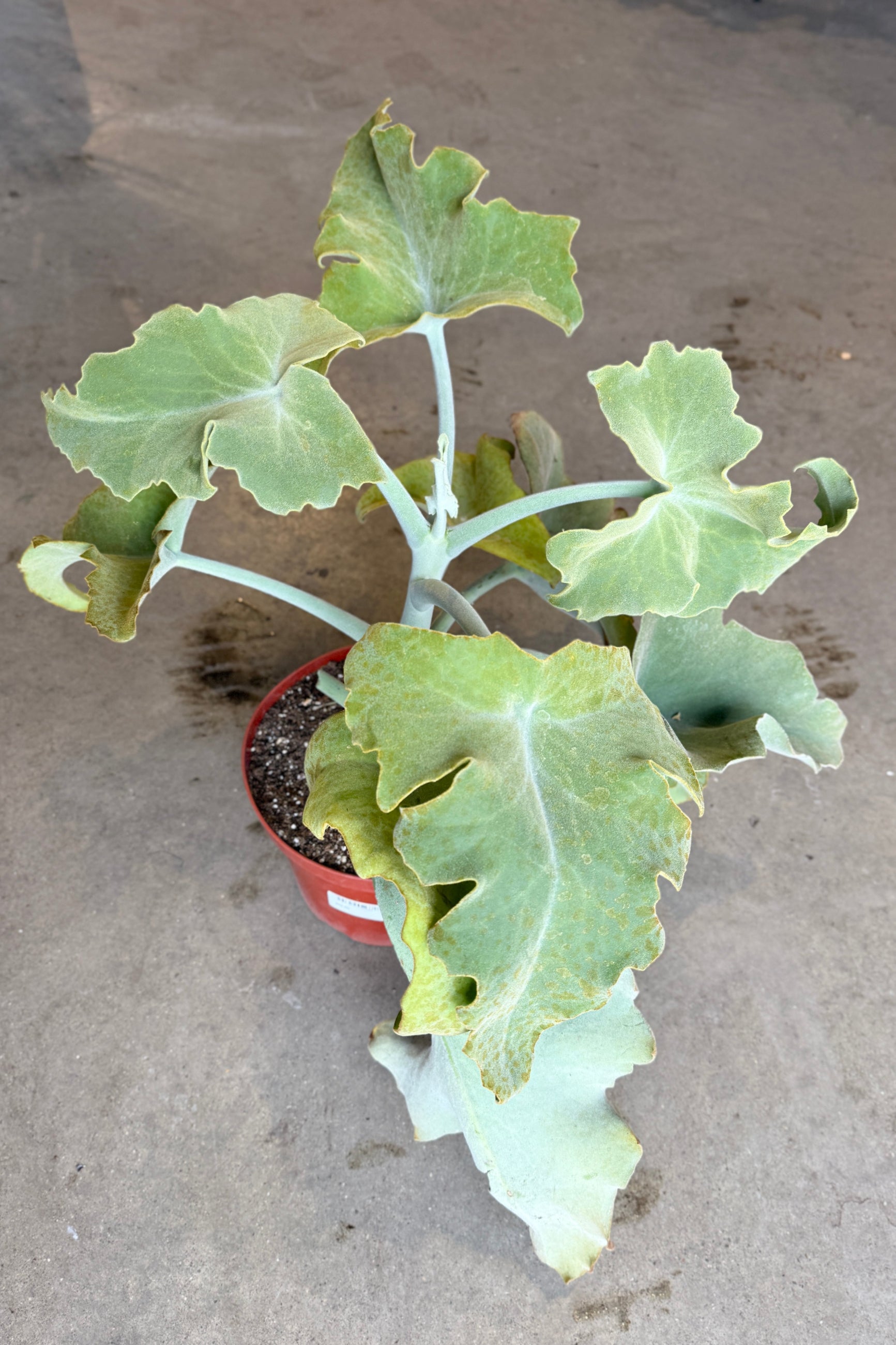 Potted Kalanchoe beharensis 8" plant with large green leaves on a concrete surface ©Sprout Home