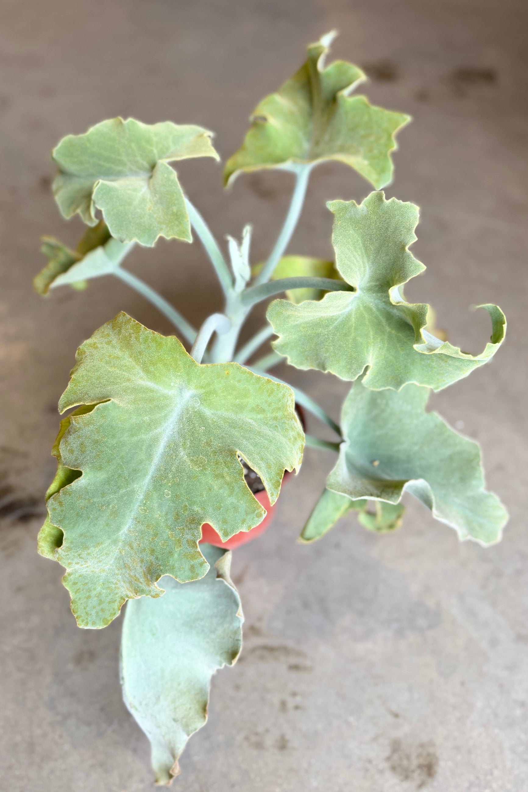 Close-up of a Kalanchoe beharensis 8" plant with large green leaves on a neutral background ©Sprout Home
