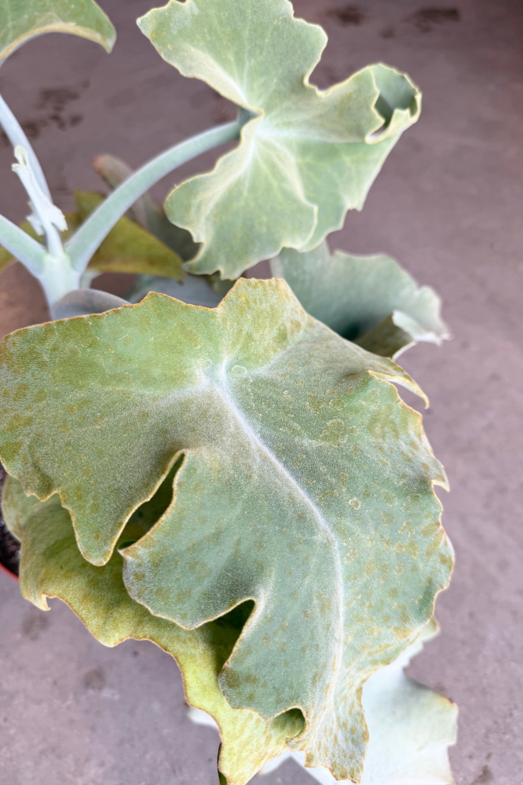 Close-up of a leafy Kalanchoe beharensis 8" plant and its silver velvet leaves with a blurred background ©Sprout Home