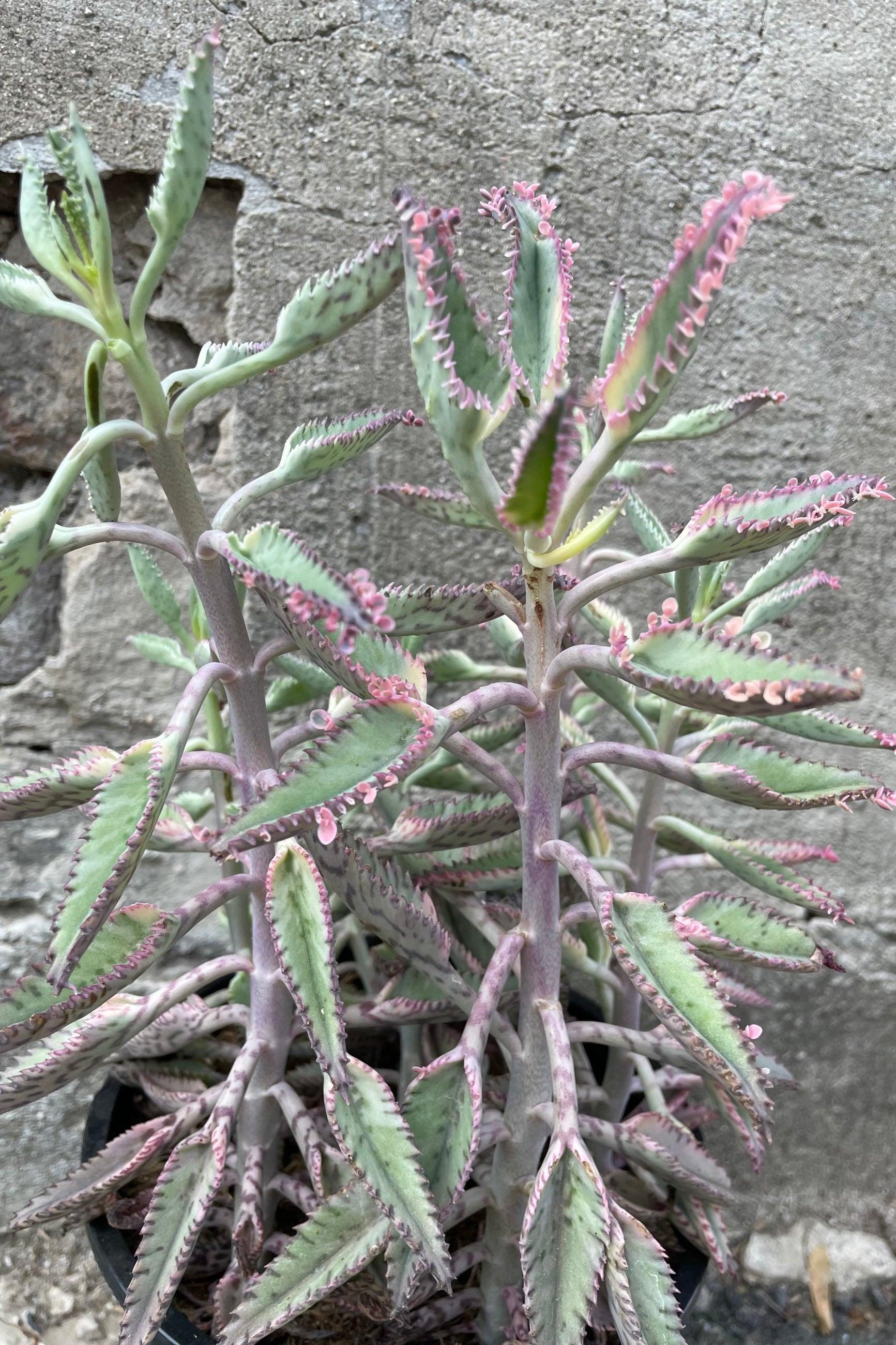 A detailed view of Kalanchoe 'Pink Butterflies' #1 against concrete backdrop ©Sprout Home