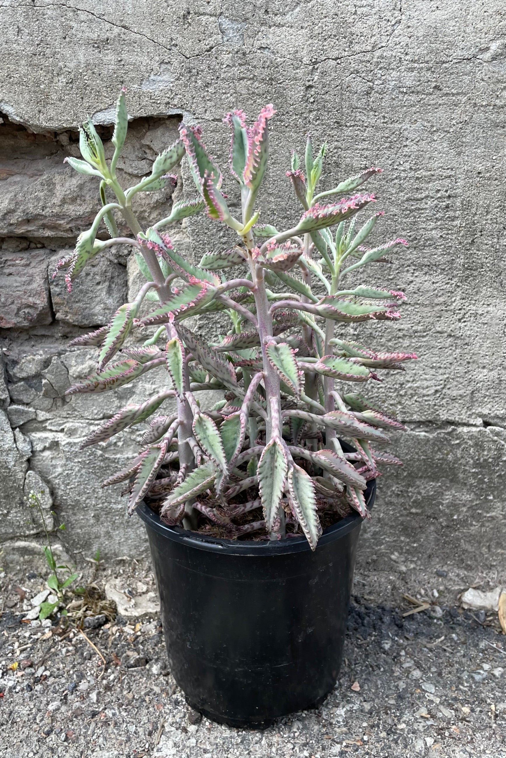 A full view of Kalanchoe 'Pink Butterflies' #1 against concrete backdrop ©Sprout Home