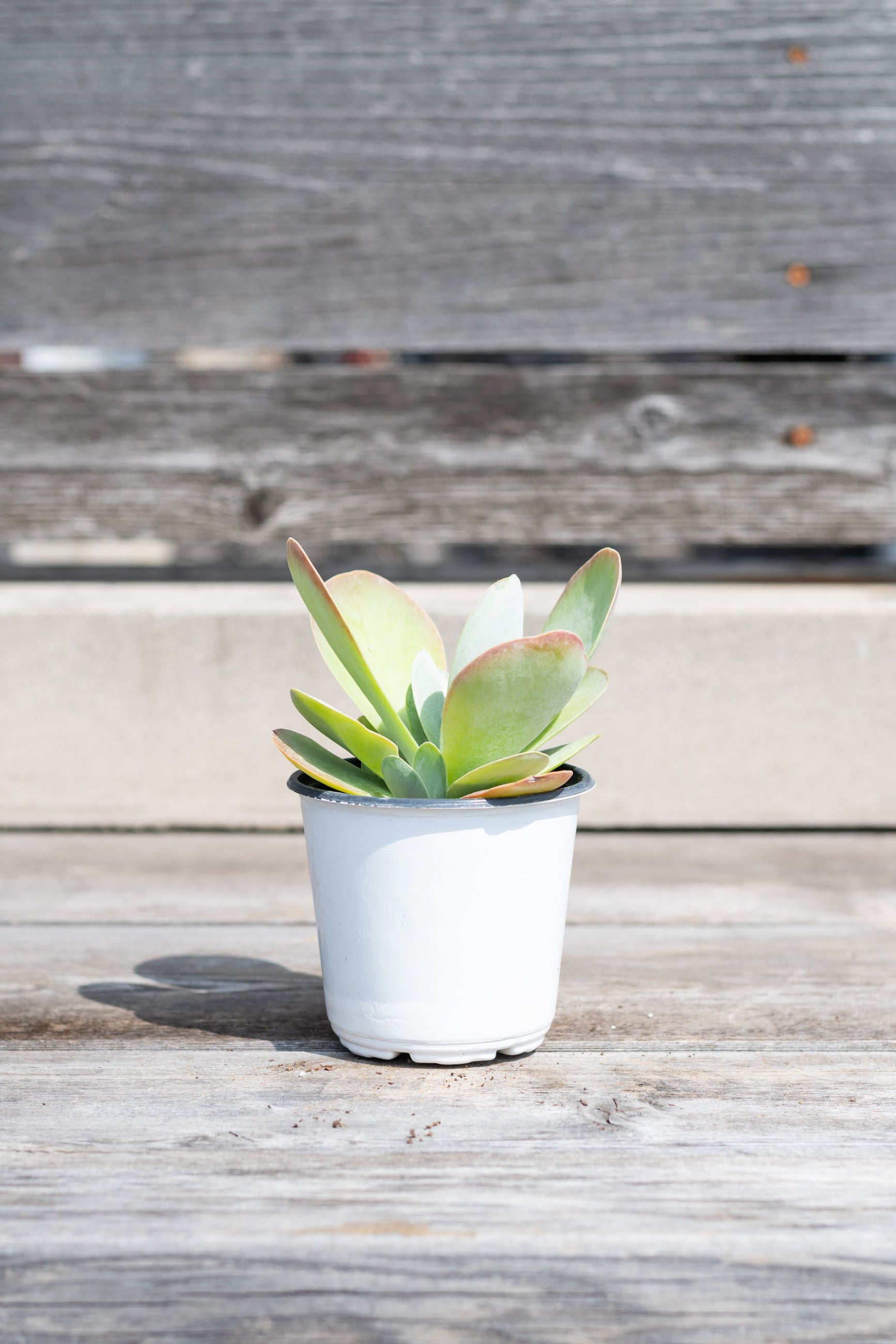 Kalanchoe thrysiflora in a 4" growers pot in front of a wood fence ©Sprout Home