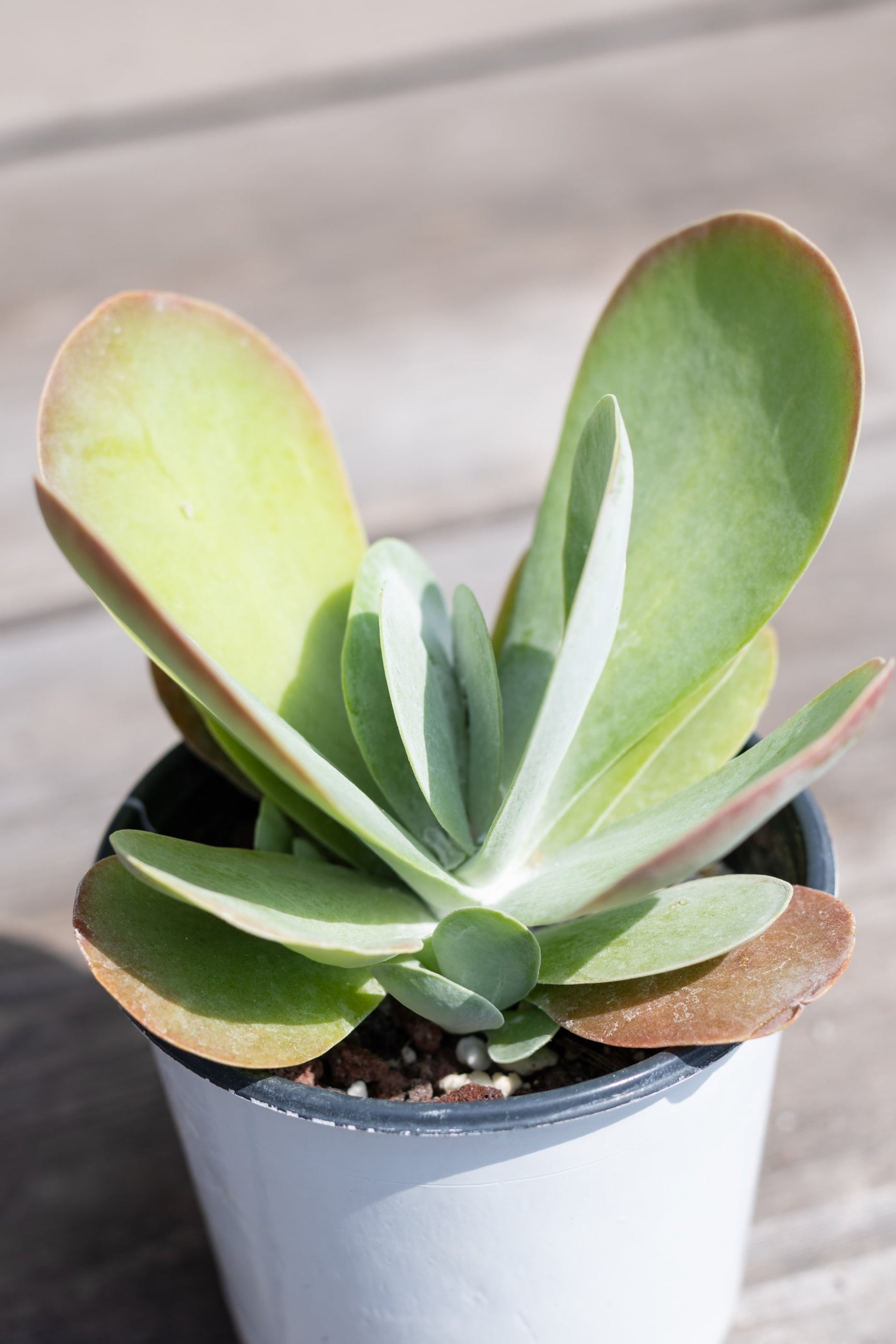 Kalanchoe thrysiflora up close showing its fleshy light green blue leaves ©Sprout Home