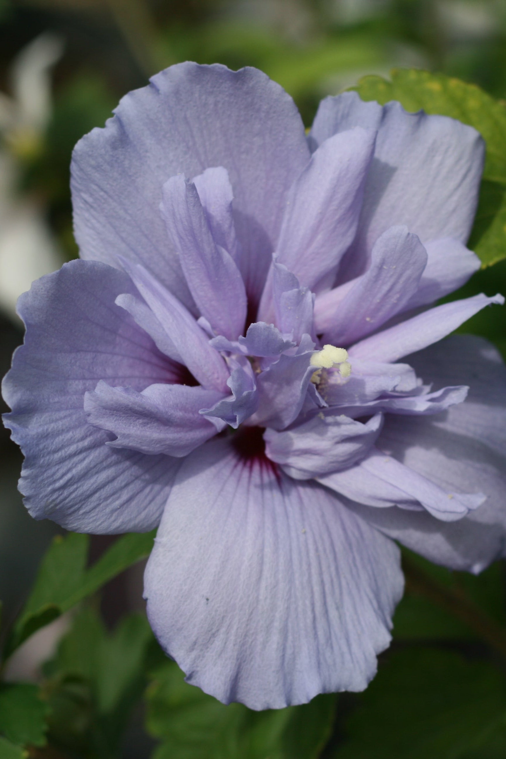 The purple blue open flower of the Hibiscus 'Blue Chiffon' ©Lincoln Nurseries