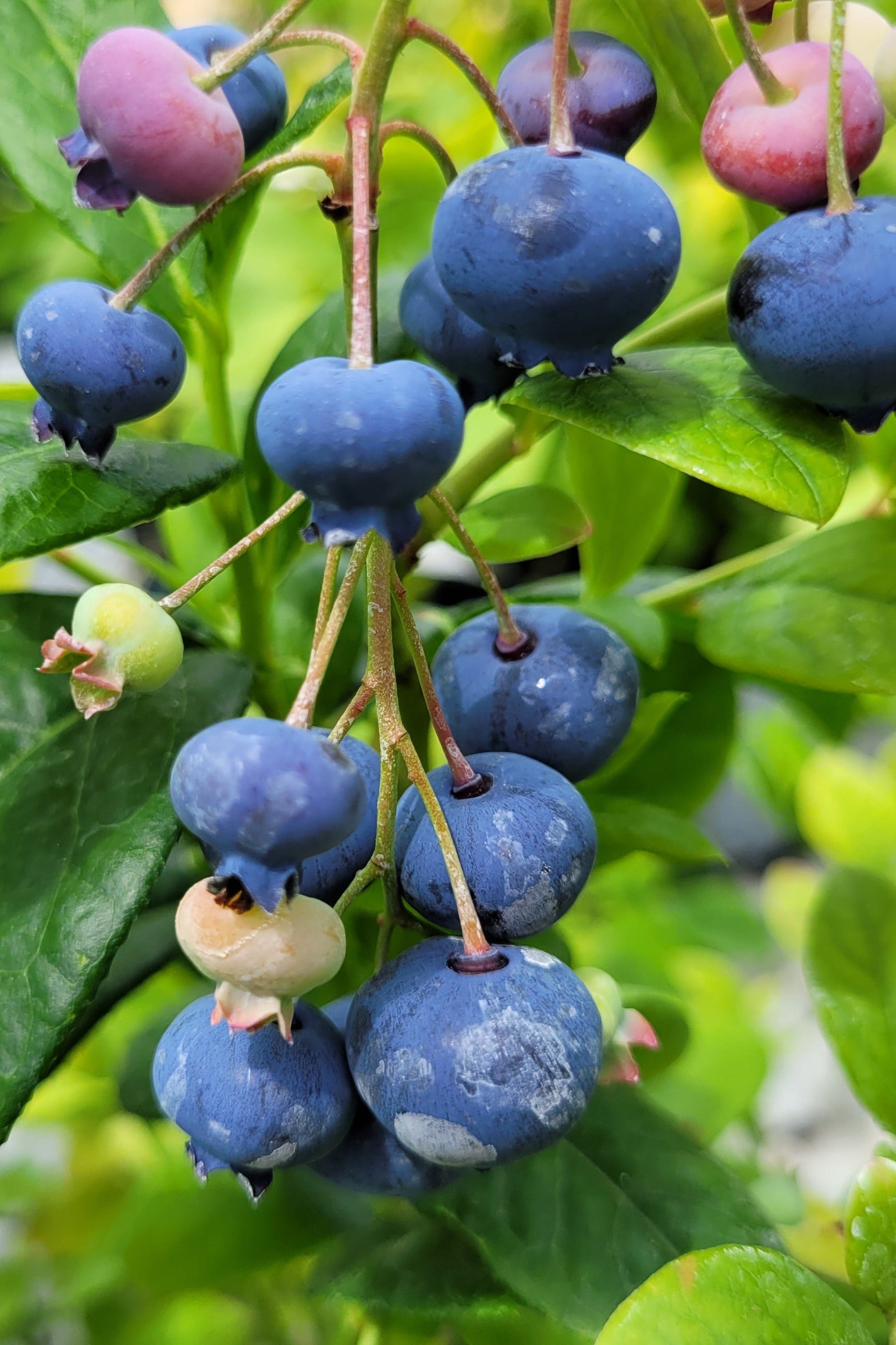 The ripe blueberries hanging from the Vaccinium 'Jersey' blueberry bush ©Lincoln Nurseries