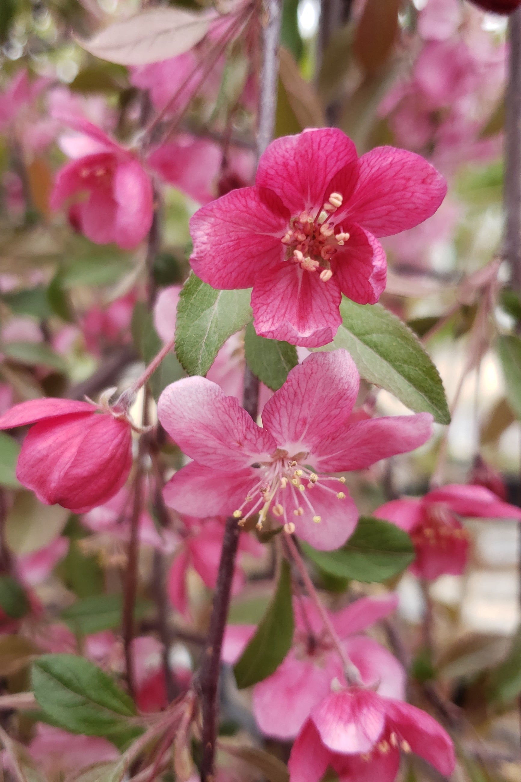'Ruby Tears' crabapple tree pink flower bloom up close. ©Lincoln Nursery