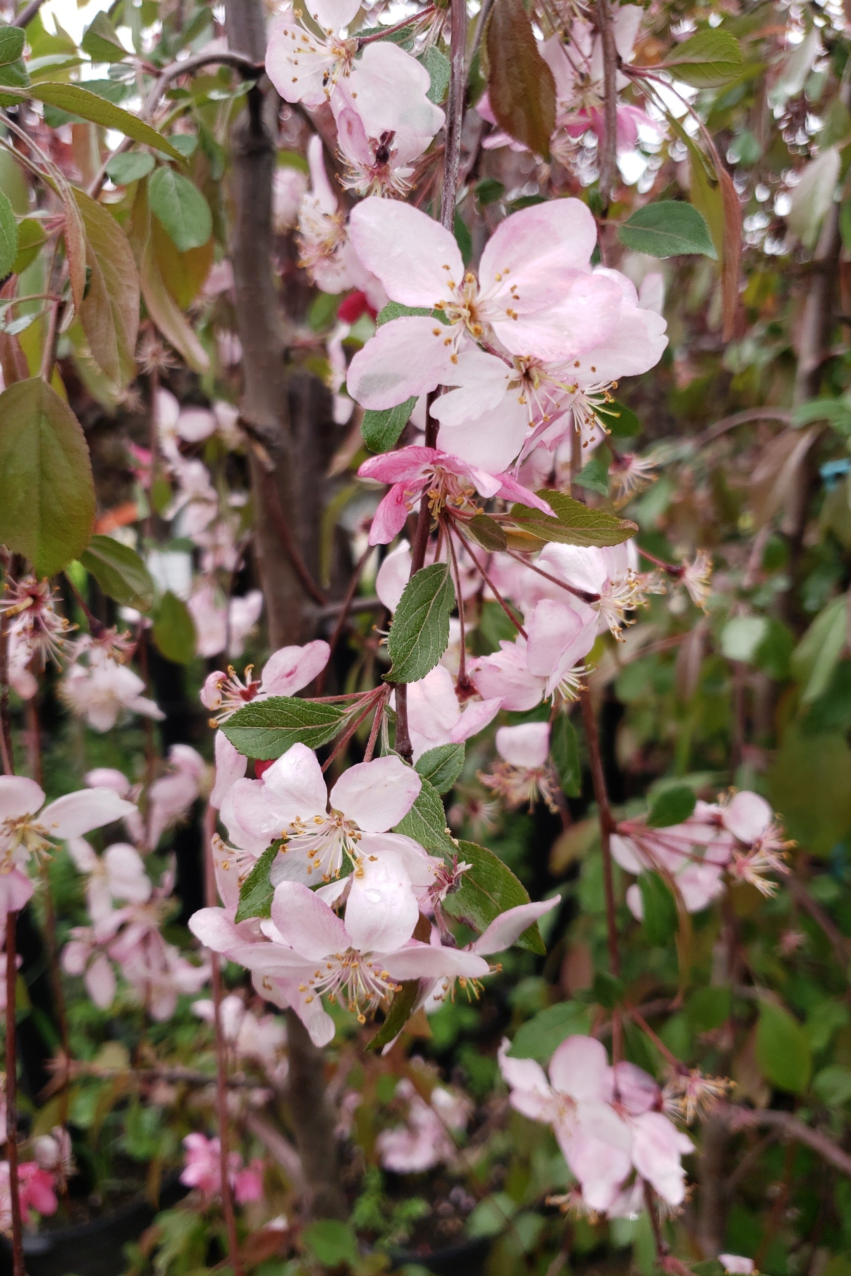 'Ruby Tears' crabapple tree pink flower bloom up close. ©Lincoln Nursery