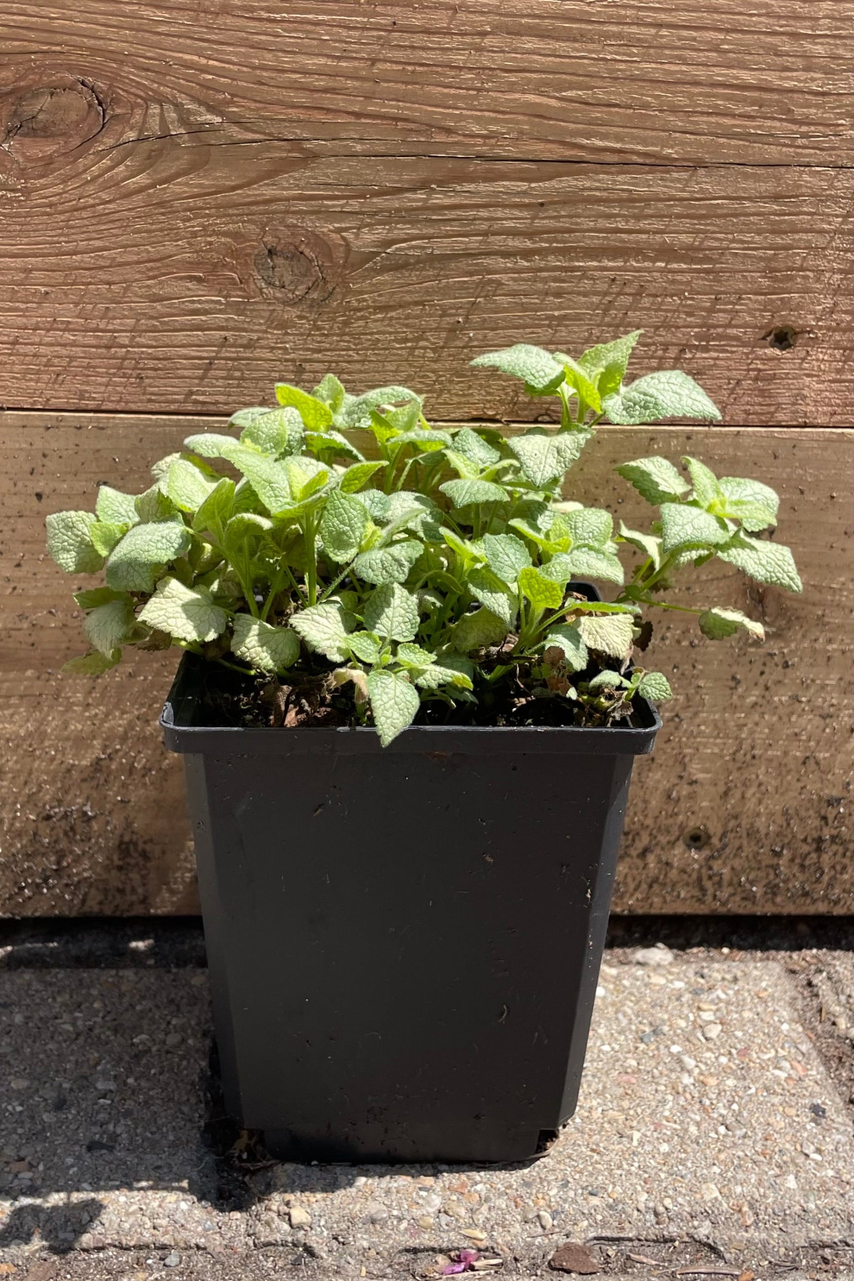 Lamium 'White Nancy' in a qt pot the end of April before it blooms showing the bright green and white tinged leaves against a wood planter. ©Sprout Home